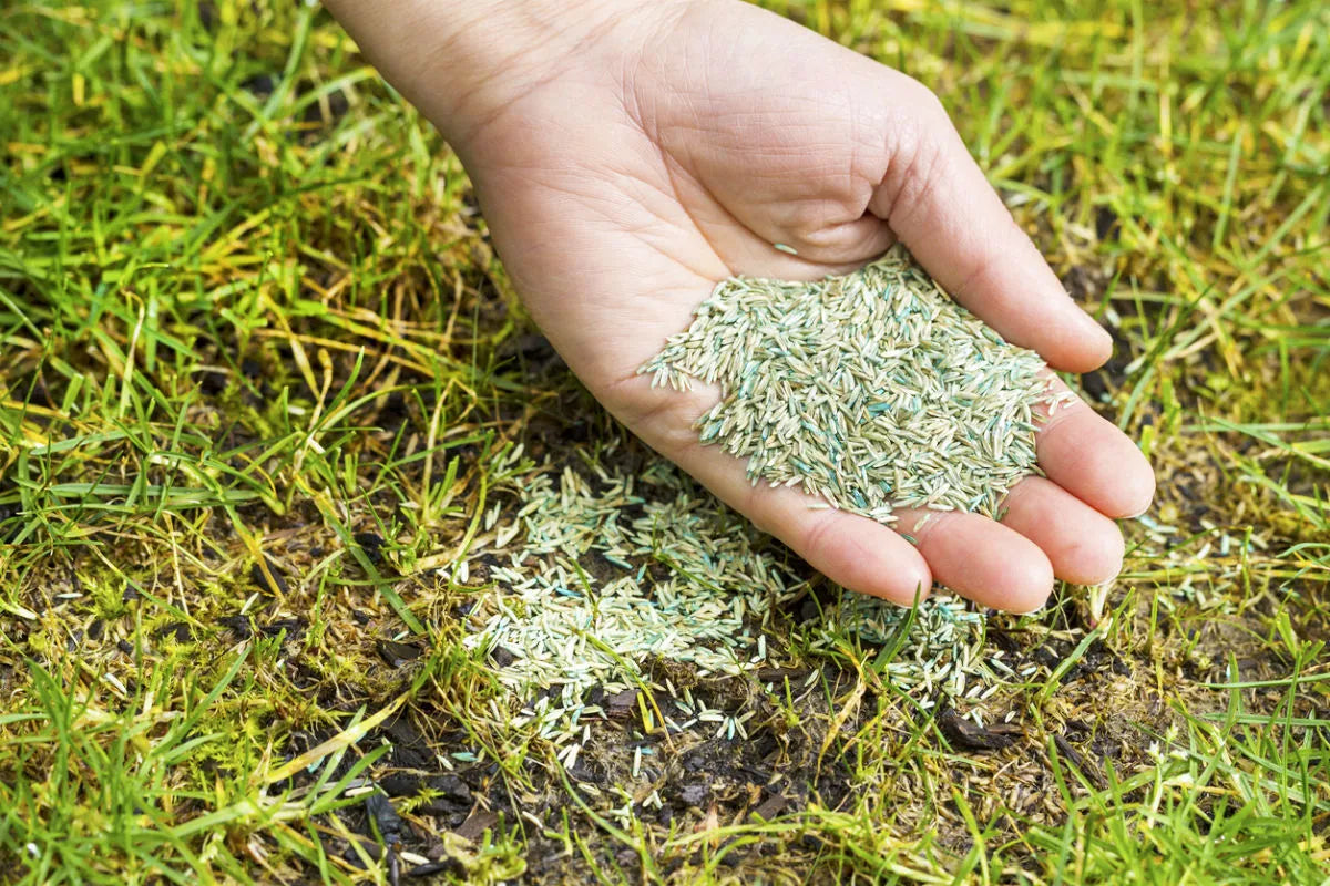 Fast-Germinating Grass for Quick Lawn Growth