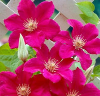 Heirloom Pink Yellow Clematis Flower Seeds – Non-GMO Climbing Garden Blooms for Planting