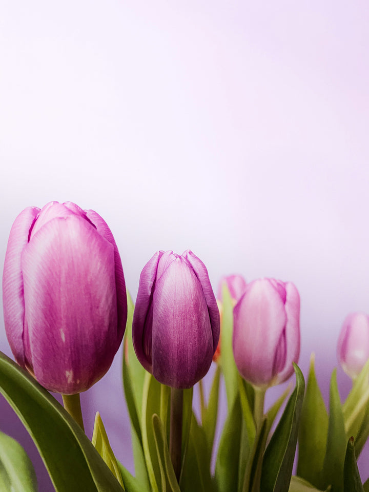 Lavender Shade Tulip Flower Seeds for Planting – Vibrant Blooms, Non-GMO, Heirloom Seeds