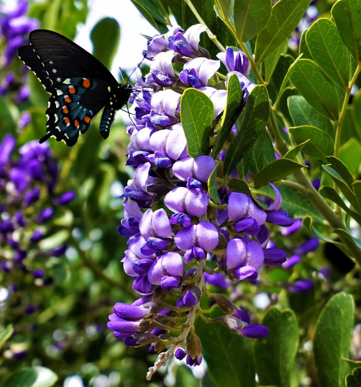 Heirloom Mescal Flower Seeds, Non-GMO Drought-Tolerant Blooms for Desert-Style Garden Planting