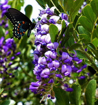 Heirloom Mescal Flower Seeds, Non-GMO Drought-Tolerant Blooms for Desert-Style Garden Planting