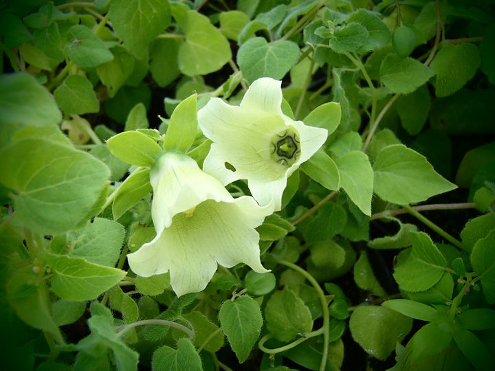 Heirloom Non-GMO Codonopsis Flower Seeds for Garden Planting – Rare Blooms Variety