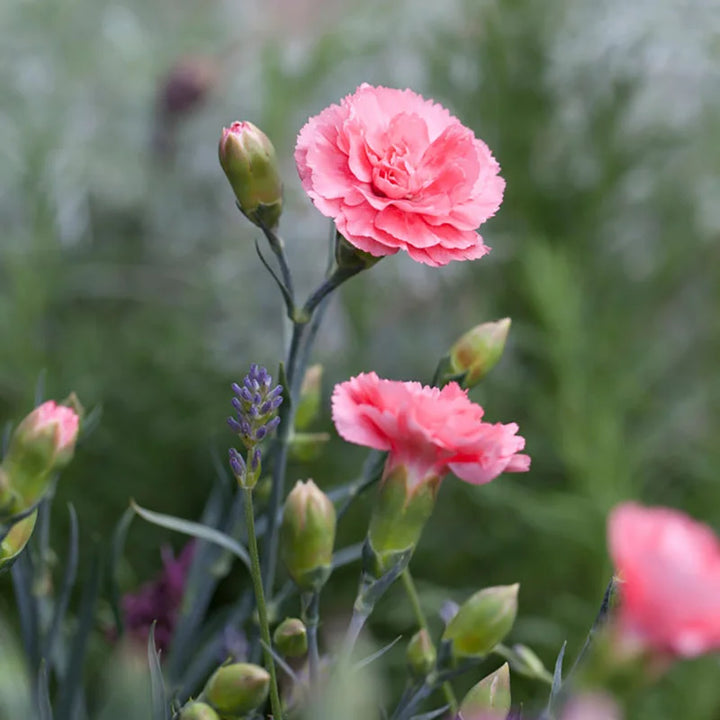 Heirloom Non-GMO Baby Pink Dianthus Flower Seeds for Garden Planting – Fragrant Cottage Blooms