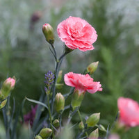Heirloom Non-GMO Baby Pink Dianthus Flower Seeds for Garden Planting – Fragrant Cottage Blooms