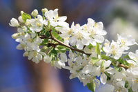 Crabapple White Flower Seeds for Planting – Organic, Heirloom, Non-GMO Seeds