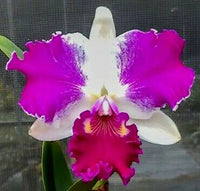 Cattleya Flower Seeds for Planting NON GMO Seeds