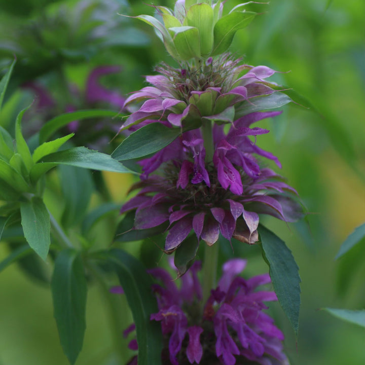 Monarda Citriodora Purple Seeds – Organic, Heirloom, Non-GMO Seeds for Planting
