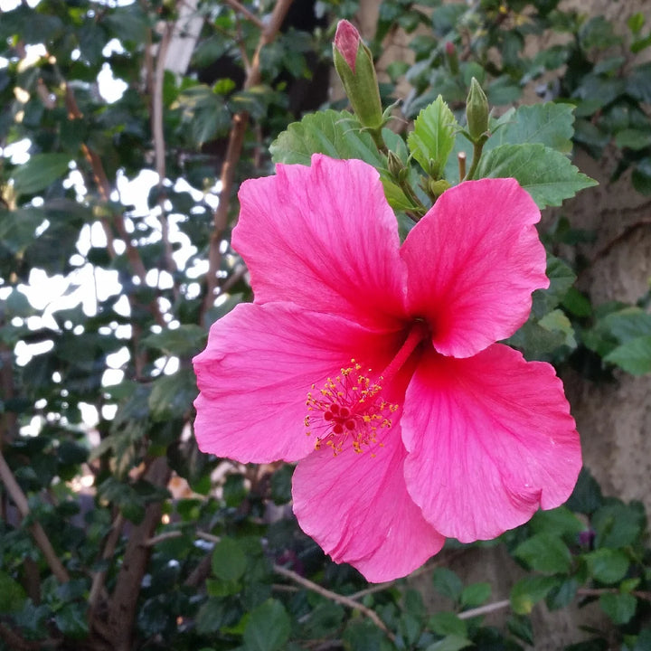 Heirloom Non-GMO Pink Hibiscus Rosa-Sinensis Flower Seeds for Planting – Exotic Tropical Garden Blooms