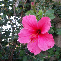 Heirloom Non-GMO Pink Hibiscus Rosa-Sinensis Flower Seeds for Planting – Exotic Tropical Garden Blooms