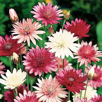 Heirloom Non-GMO Xeranthemum Annuum Flower Seeds for Garden Planting – Everlasting Paper Blooms