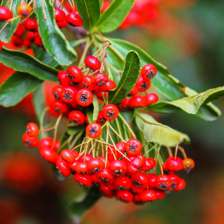 Heirloom Non-GMO Red Firethorn Flower Seeds – Vibrant Berry-Producing Blooms for Garden Planting