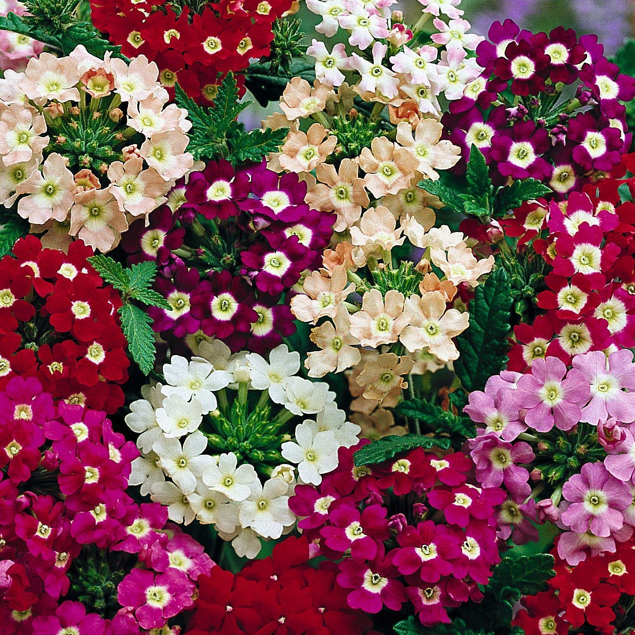 Heirloom Verbena Plant Seeds, Non-GMO Colorful Blooms for Pollinator-Friendly Garden Planting