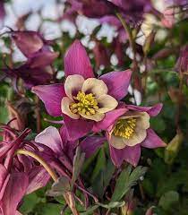 Purple White Aquilegia Seeds – Heirloom, Non-GMO Flower Seeds for Planting