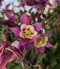 Purple White Aquilegia Seeds – Heirloom, Non-GMO Flower Seeds for Planting