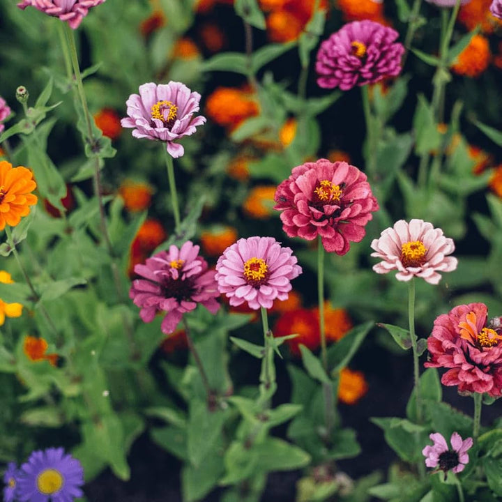 Single Petal Zinnia Mix Flower Seeds for Planting – Vibrant, Non-GMO Garden Flowers