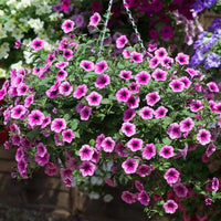 Surfinia Flower Seeds for Planting - NON GMO Seeds