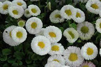 White Bellis Perennis Seeds for Planting - NON GMO Seeds