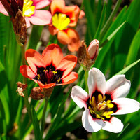 Sparaxis Tricolor Rose Heirloom Non-GMO Seeds for Planting