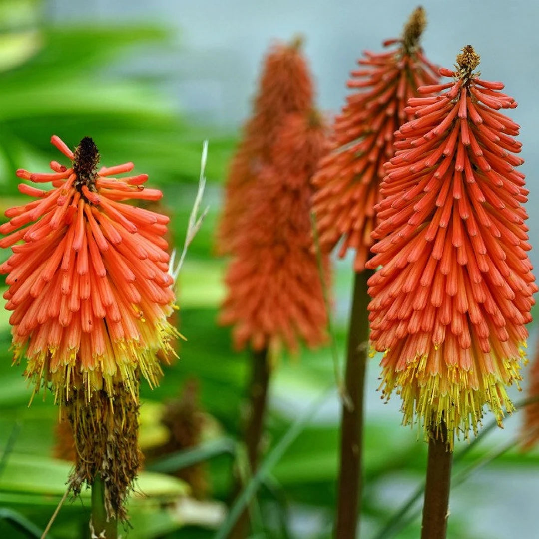 Heirloom Non-GMO Red Yellow Poker Flower Seeds for Garden Planting – Striking Torch-Like Blooms