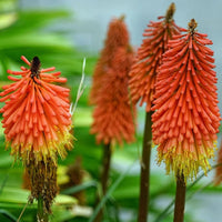 Heirloom Non-GMO Red Yellow Poker Flower Seeds for Garden Planting – Striking Torch-Like Blooms