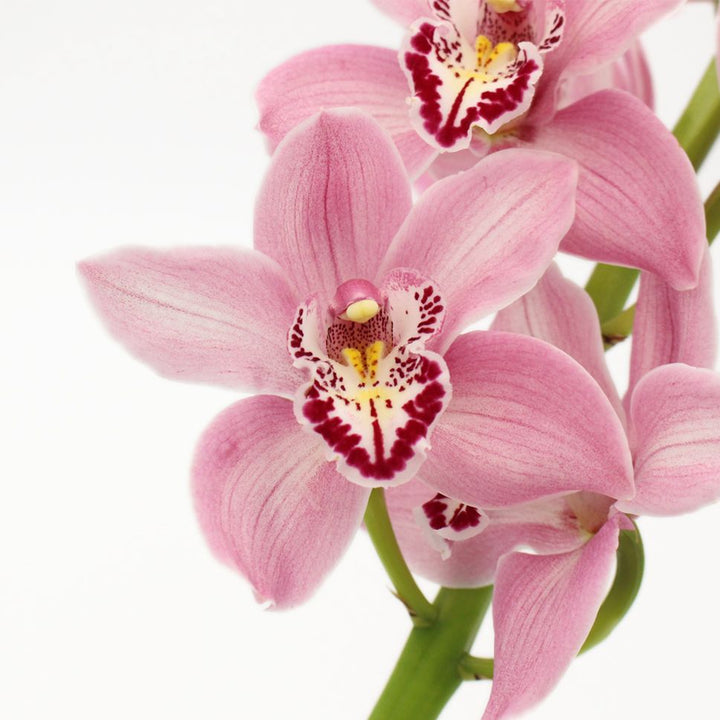 Pink Cymbidium Orchid Seeds - Heirloom Non-GMO Planting Seeds