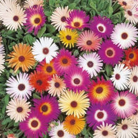 Ice Plant Mixed Flower Seeds for Planting – Organic, Heirloom, Non-GMO Seeds