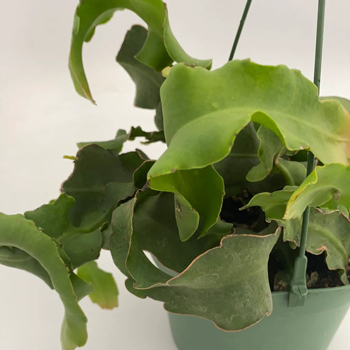Green Epiphyllum Seeds for Planting - NON GMO Seeds