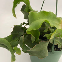Green Epiphyllum Seeds for Planting - NON GMO Seeds