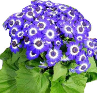 Organic Blue Bellis Perennis Seeds for Planting – Heirloom, Non-GMO