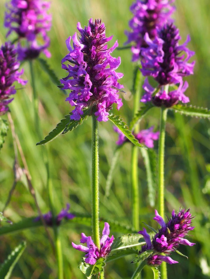 Stachys Officinalis Flower Seeds – Heirloom, Non-GMO, Medicinal Blooms for Garden Planting
