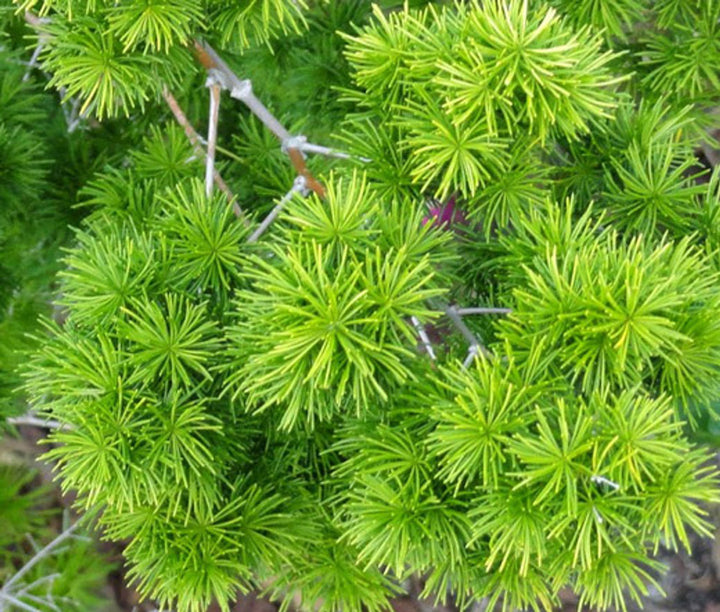 Myriocladus Plant Seeds – Heirloom Non-GMO Ornamental Bamboo Seeds for Lush Garden Growth
