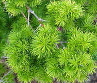 Myriocladus Plant Seeds – Heirloom Non-GMO Ornamental Bamboo Seeds for Lush Garden Growth