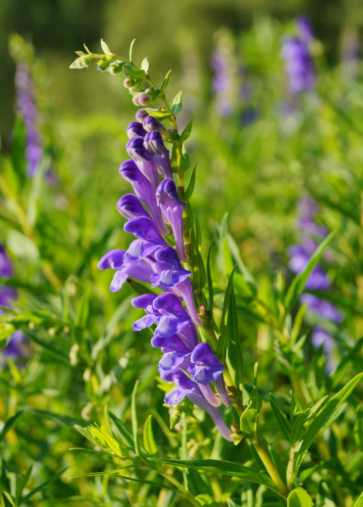 Blue Scutellaria Baicalensis Flower Seeds for Planting NON GMO Seeds