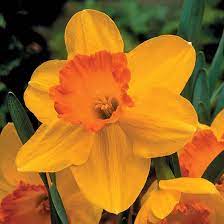 Orange Dark Yellow Daffodil Flower Seeds for Planting – Heirloom, Non-GMO, Garden Blooms