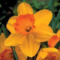 Orange Dark Yellow Daffodil Flower Seeds for Planting – Heirloom, Non-GMO, Garden Blooms