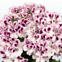 Organic Purple White Geranium Flower Seeds for Planting – Heirloom, Non-GMO