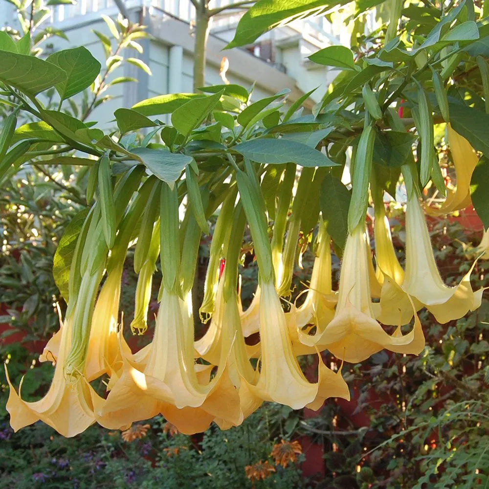 Heirloom Non-GMO Yellow Dhatura Flower Seeds for Sacred and Ornamental Garden Planting