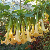 Heirloom Non-GMO Yellow Dhatura Flower Seeds for Sacred and Ornamental Garden Planting