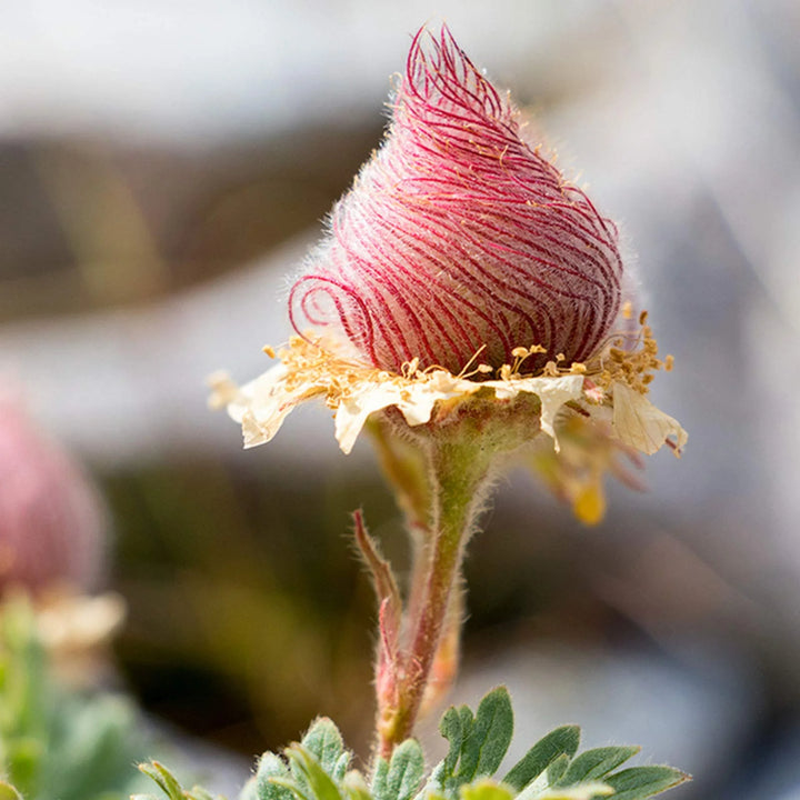 Heirloom Non-GMO Smoke Flower Seeds for Garden Planting – Unique Ornamental Blooms Variety