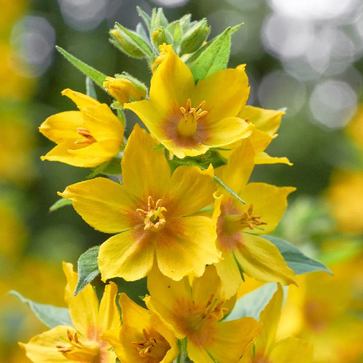 Lysimachia Punctata Yellow Seeds – Organic, Heirloom, Non-GMO Seeds for Planting