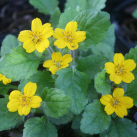 Chrysogonum Flower Seeds for Planting, Heirloom, Non-GMO Seeds