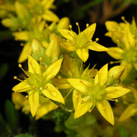Heirloom Mauerpfeffer Flower Seeds, Non-GMO Sedum Blooms for Rock and Drought-Tolerant Garden Planting