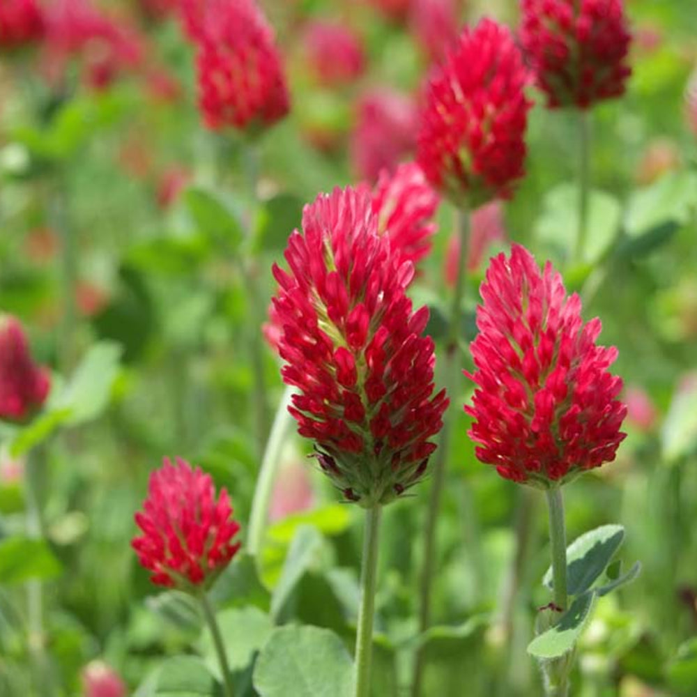 Organic Red Trifolium Incarnatum Flower Seeds for Planting - heirloom & Non-GMO Seeds