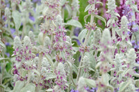 Lamb's Ear Plant Seeds for Planting, Fresh, NON GMO Seeds