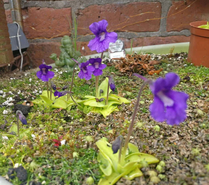 Blue Pinguicula Grandiflora Plant Seeds for Planting - 100 pcs