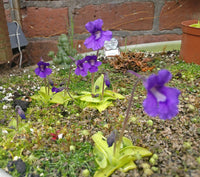 Blue Pinguicula Grandiflora Plant Seeds for Planting - 100 pcs