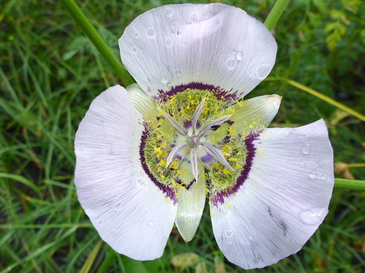 Gunnisonii Seeds for Planting – Organic, Heirloom, Non-GMO Flower Seeds