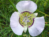 Gunnisonii Seeds for Planting – Organic, Heirloom, Non-GMO Flower Seeds