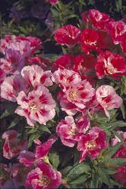 Monarch Mix Godetia Grandiflora Seeds – Organic, Heirloom, Non-GMO Flower Seeds