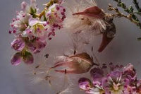Tamarix Flower Seeds for Planting - 100 pcs